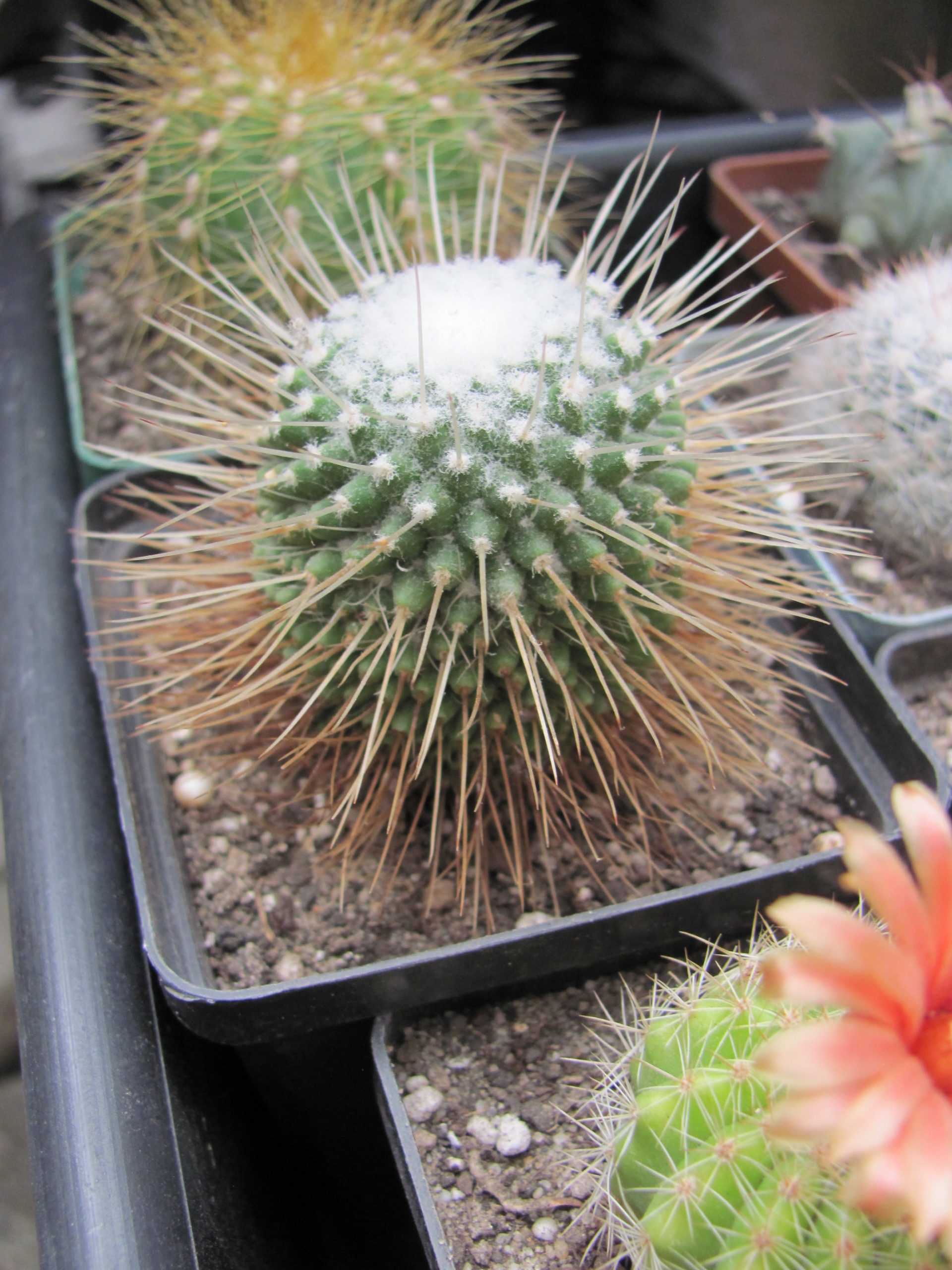 Mammillaria un Pico
