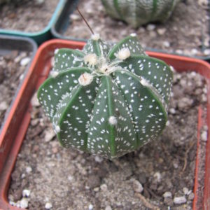 Astrophytum    hybr,