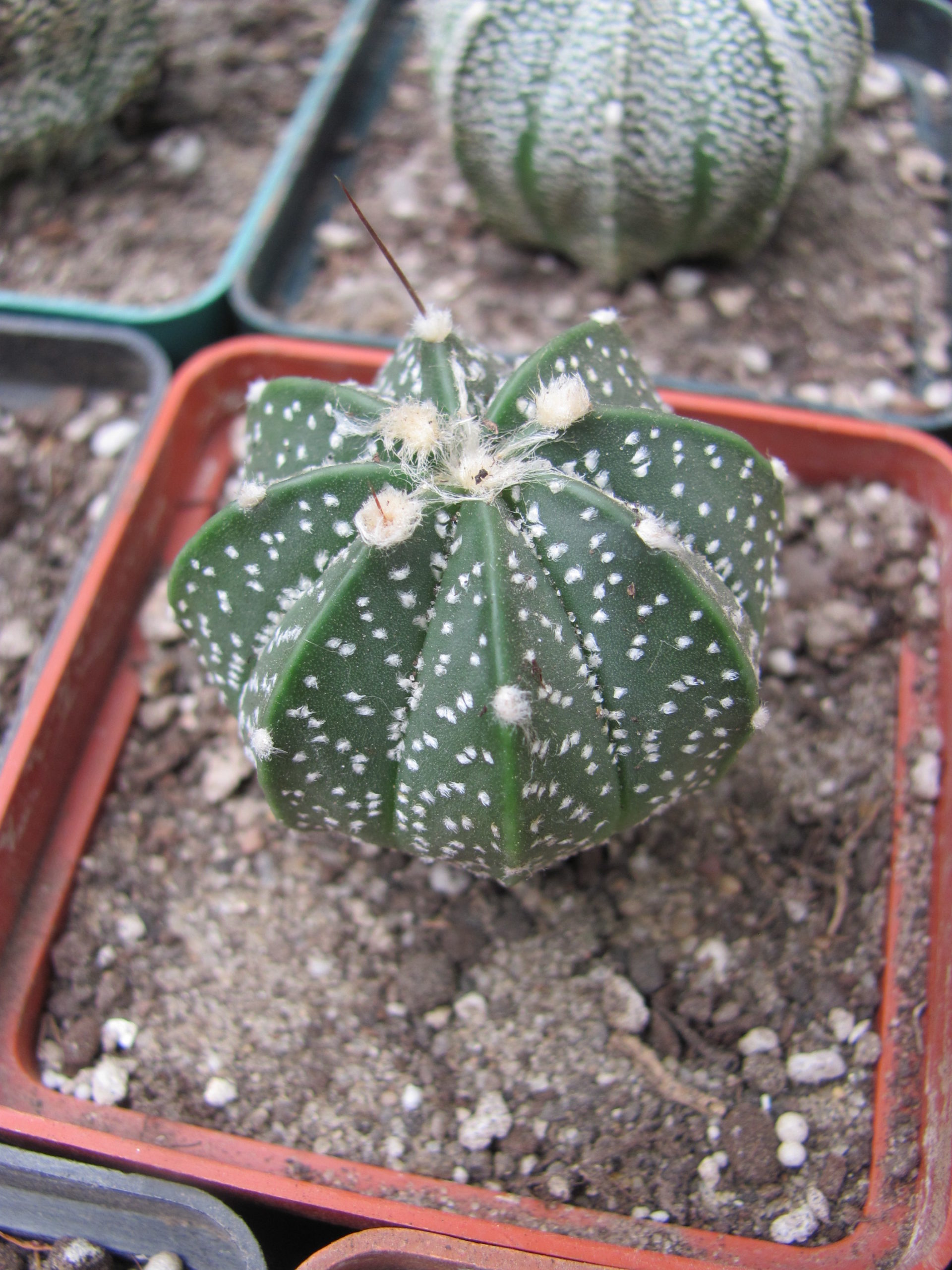 Astrophytum    hybr,