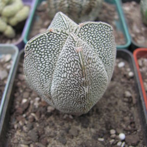 Asrophytum   Onzuka