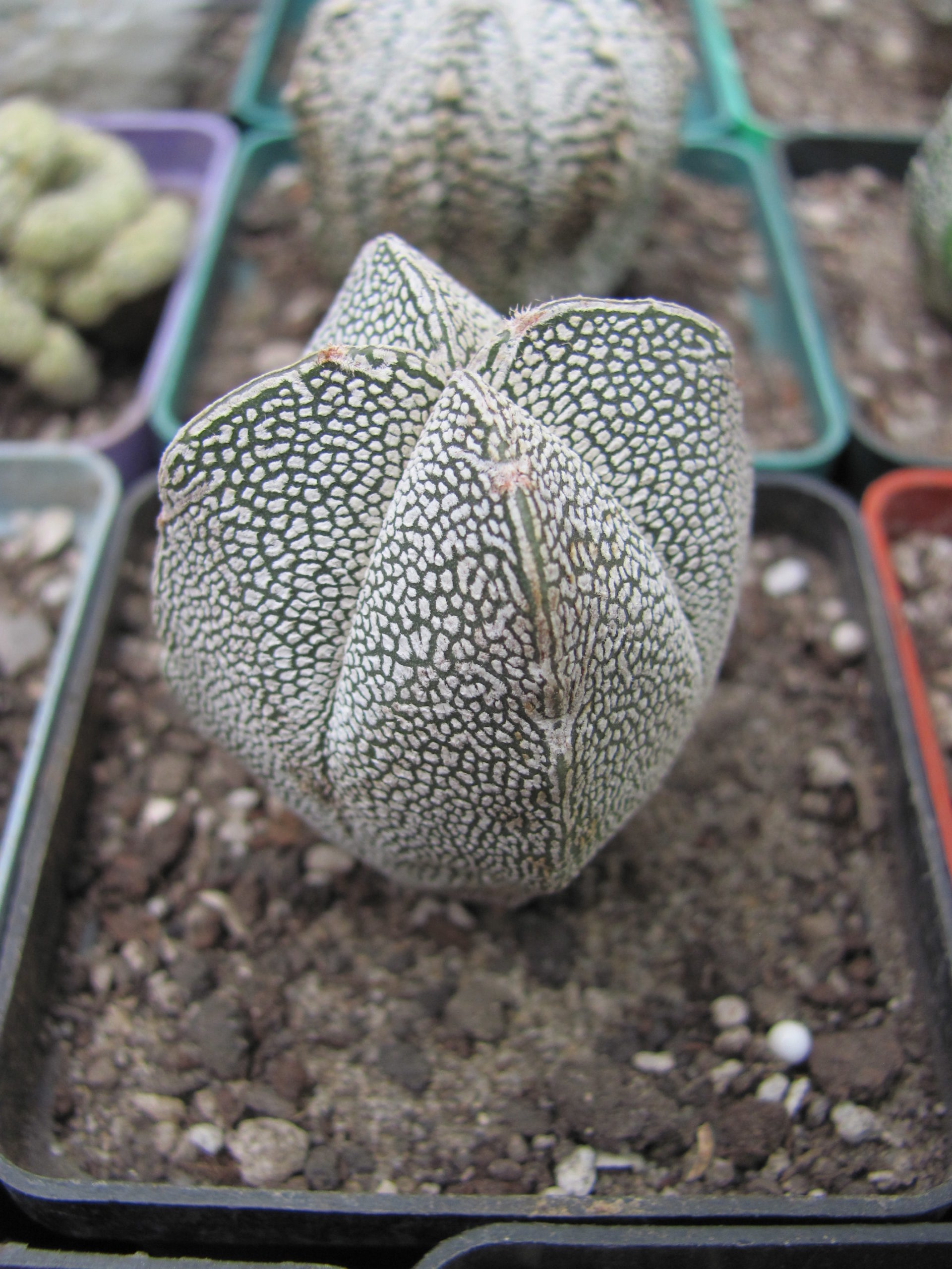 Asrophytum   Onzuka