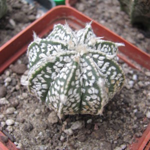 Astrophytum  Superkabuto hybr.