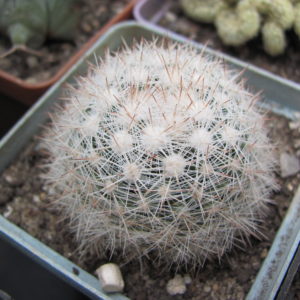 Mammillaria    ortiz - rubion