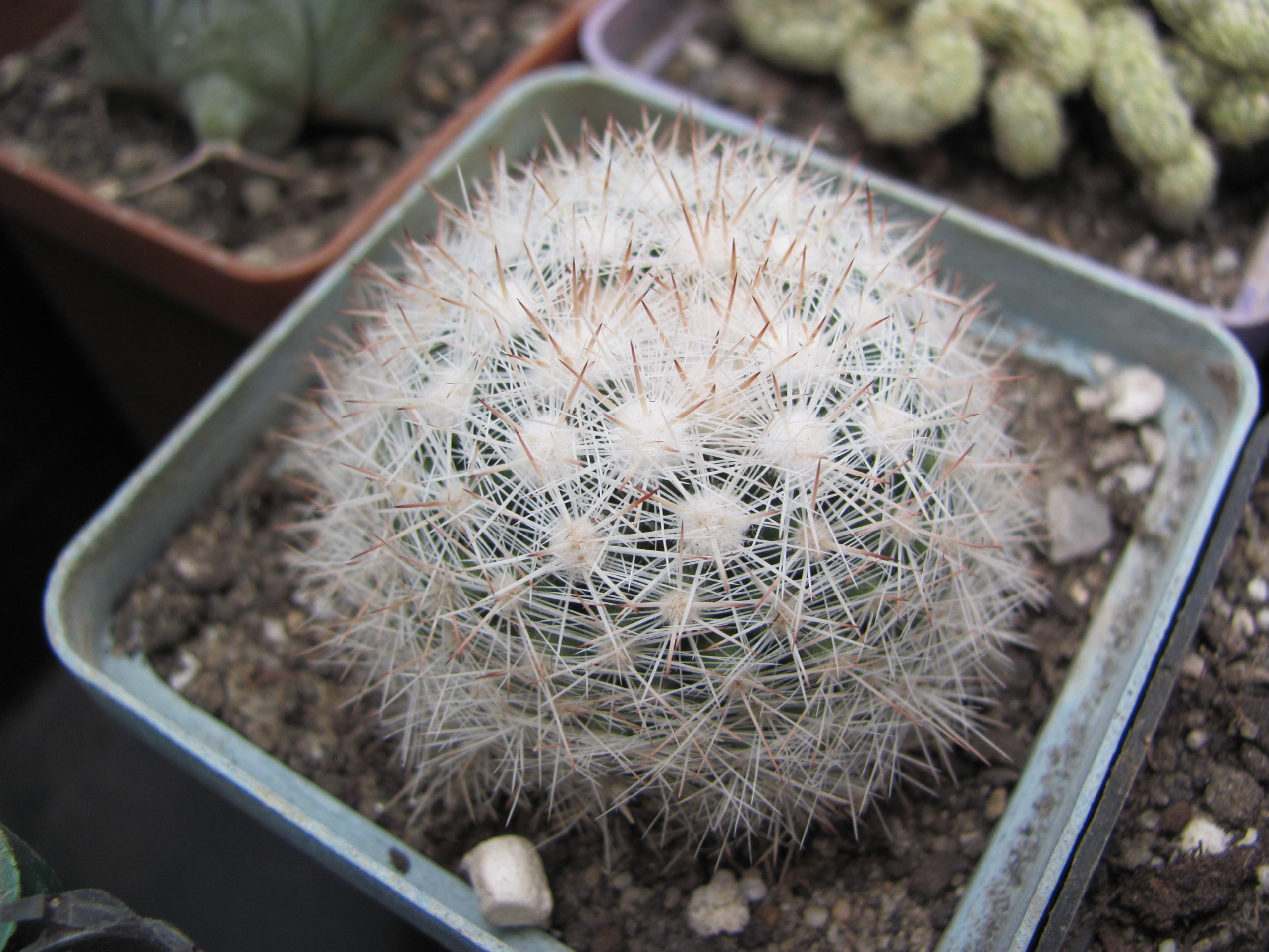 Mammillaria    ortiz - rubion