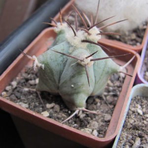 Echinocactus ingens