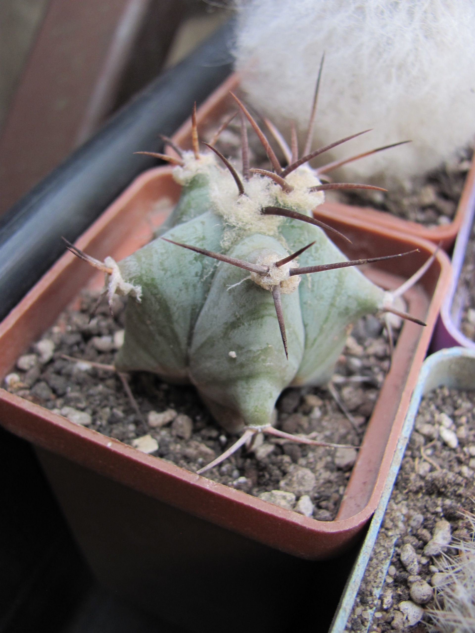 Echinocactus ingens