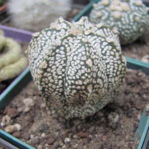 Astrophytum  Superkabuto   hybr.