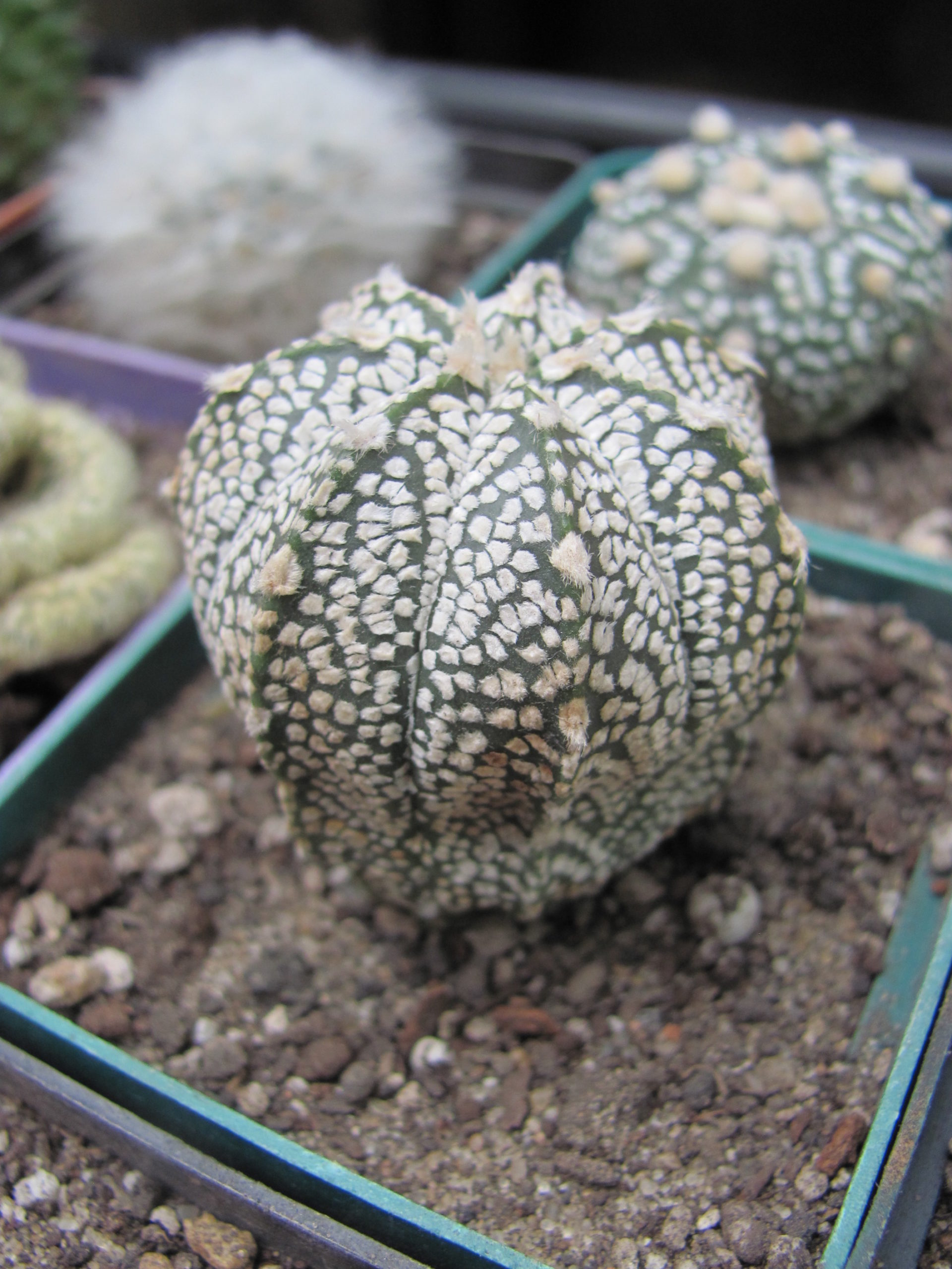 Astrophytum  Superkabuto   hybr.