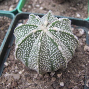 Astrophytum  hybr.
