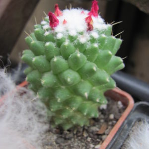 Mammillaria  Toluca