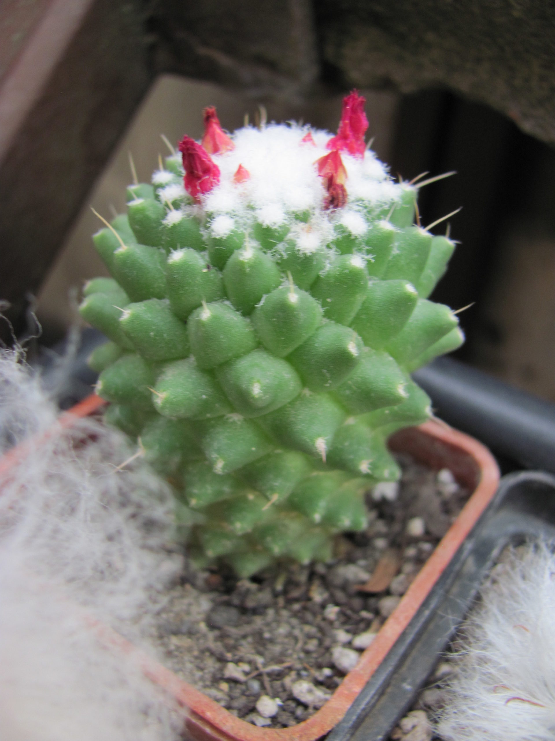 Mammillaria  Toluca