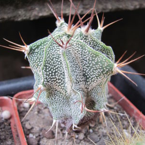 Astrophytum   ornatum