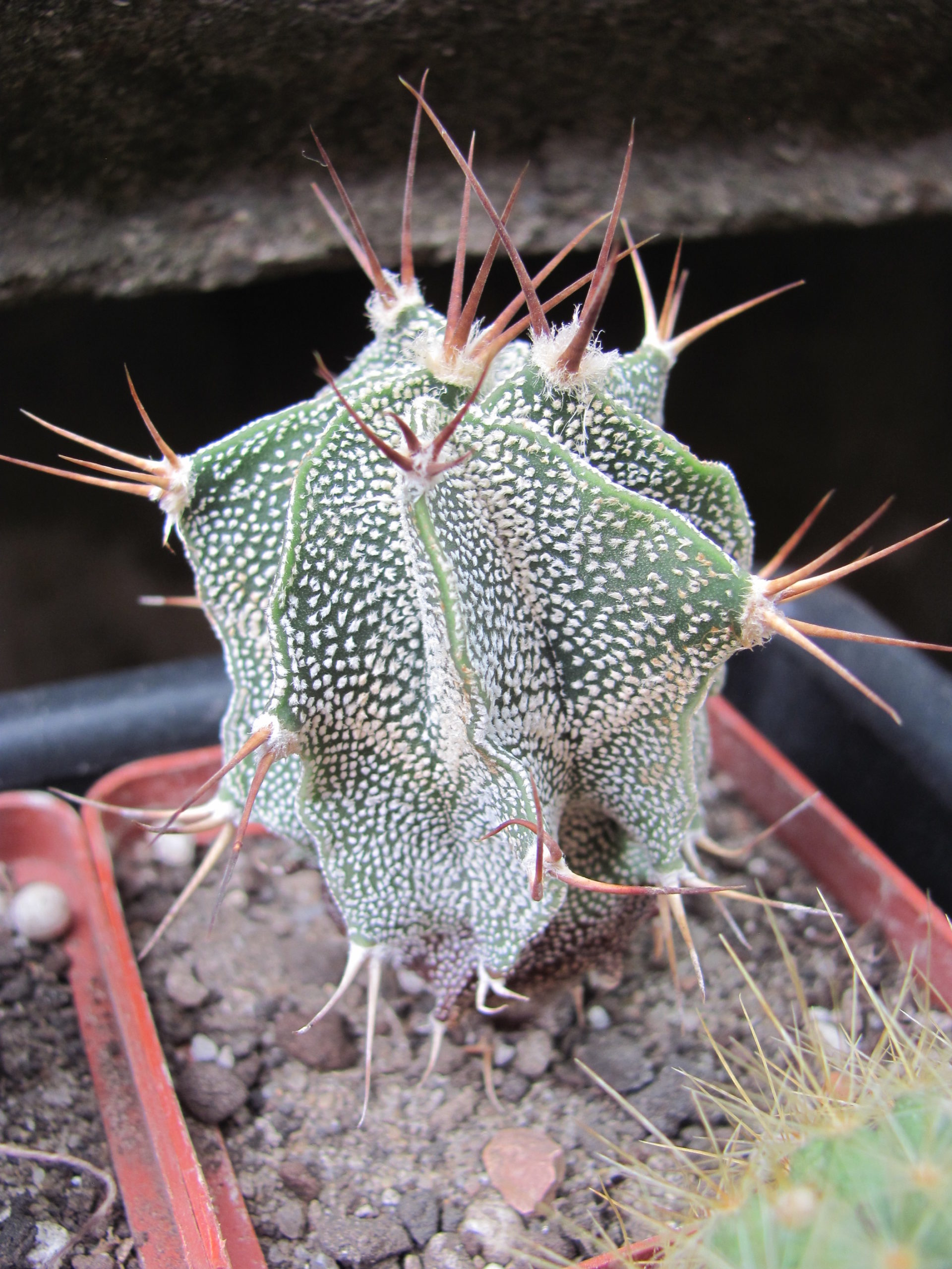 Astrophytum   ornatum