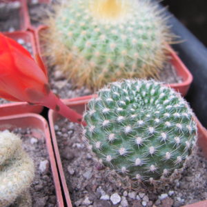 Rebutia  krainziana
