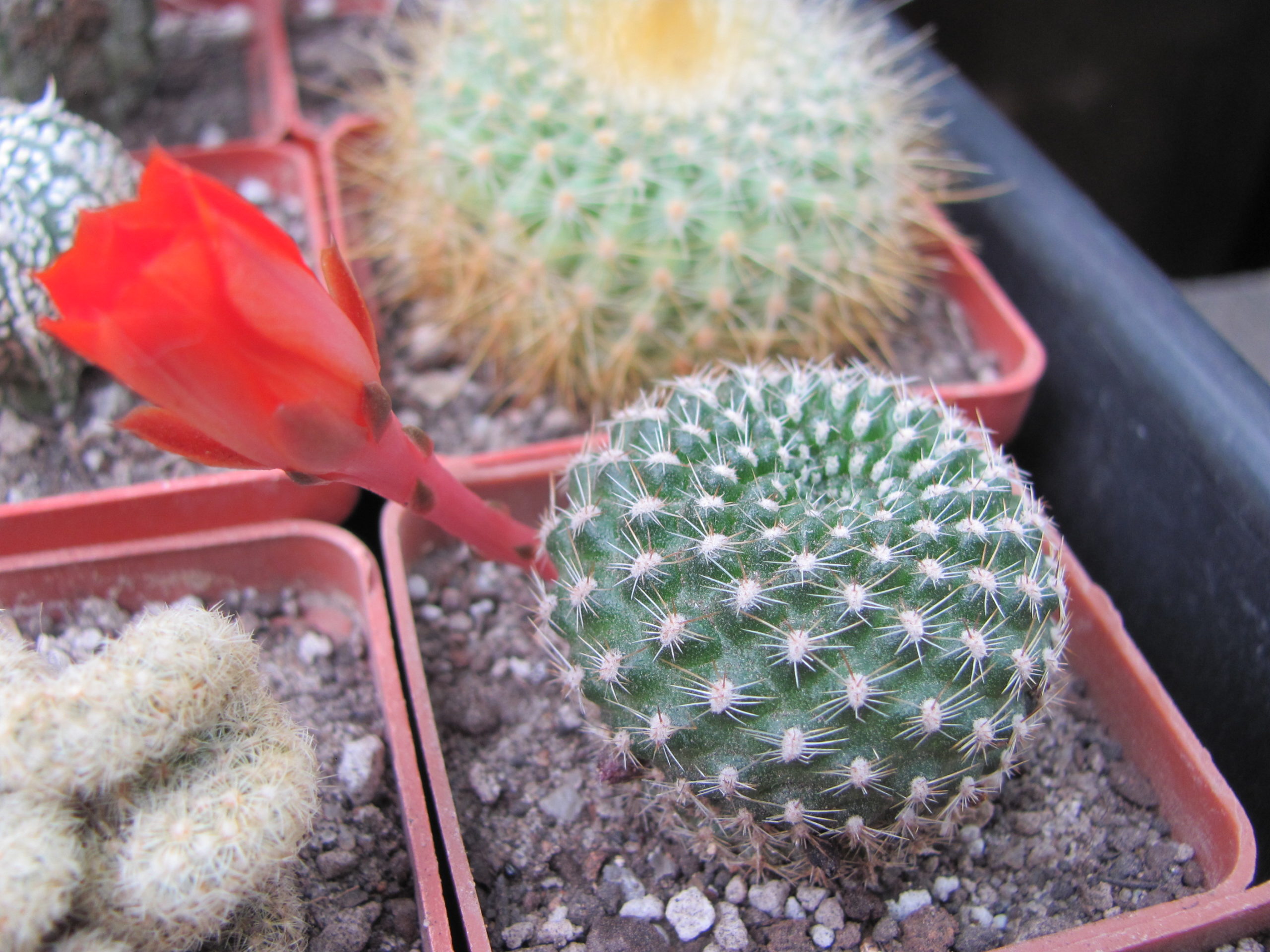 Rebutia krainziana
