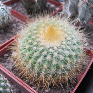 Parodia  chrisacantion