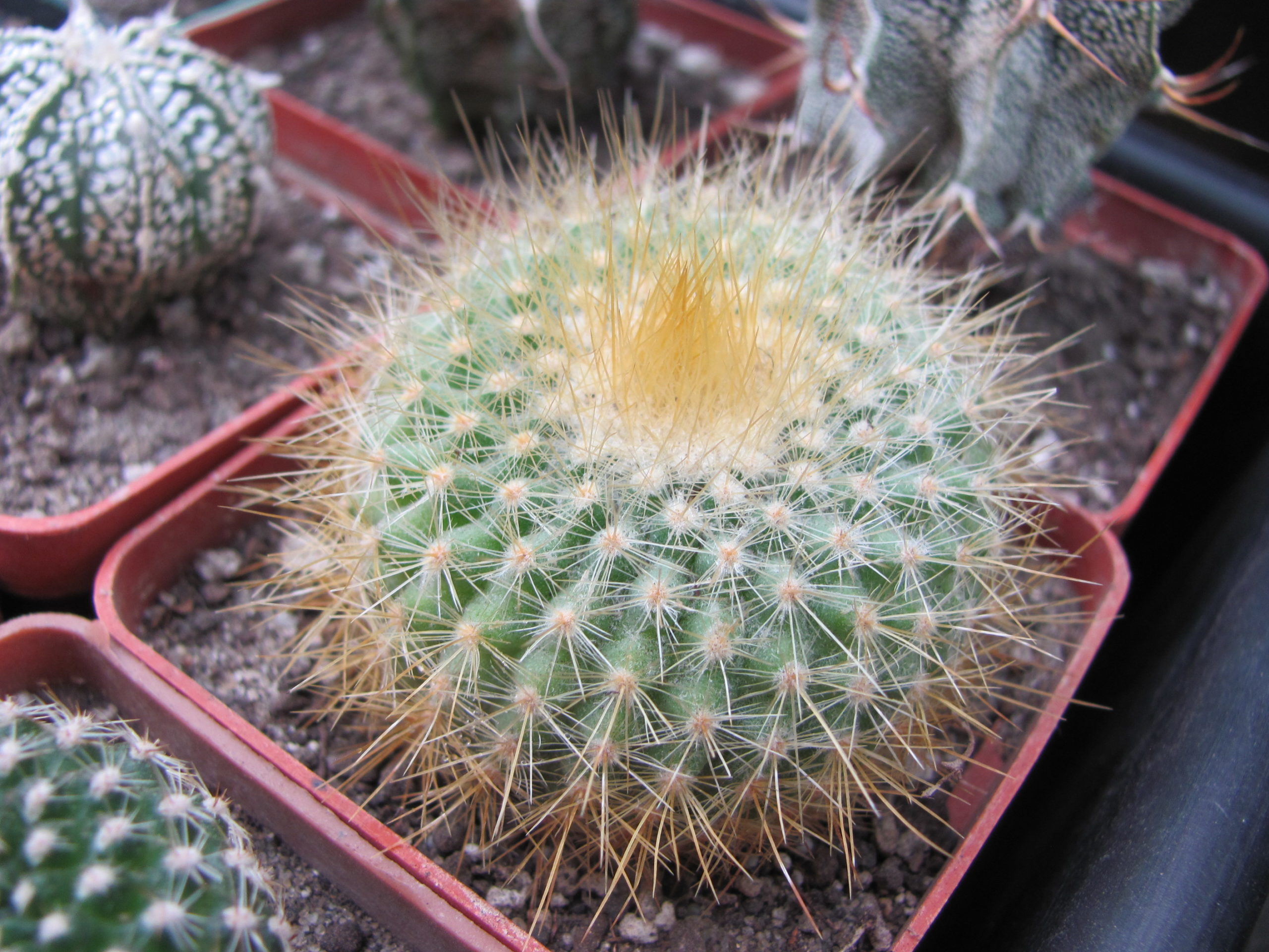 Parodia  chrisacantion