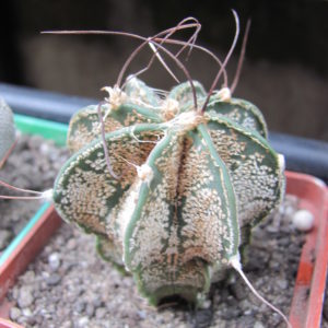 Astrophytum   capricorne   major