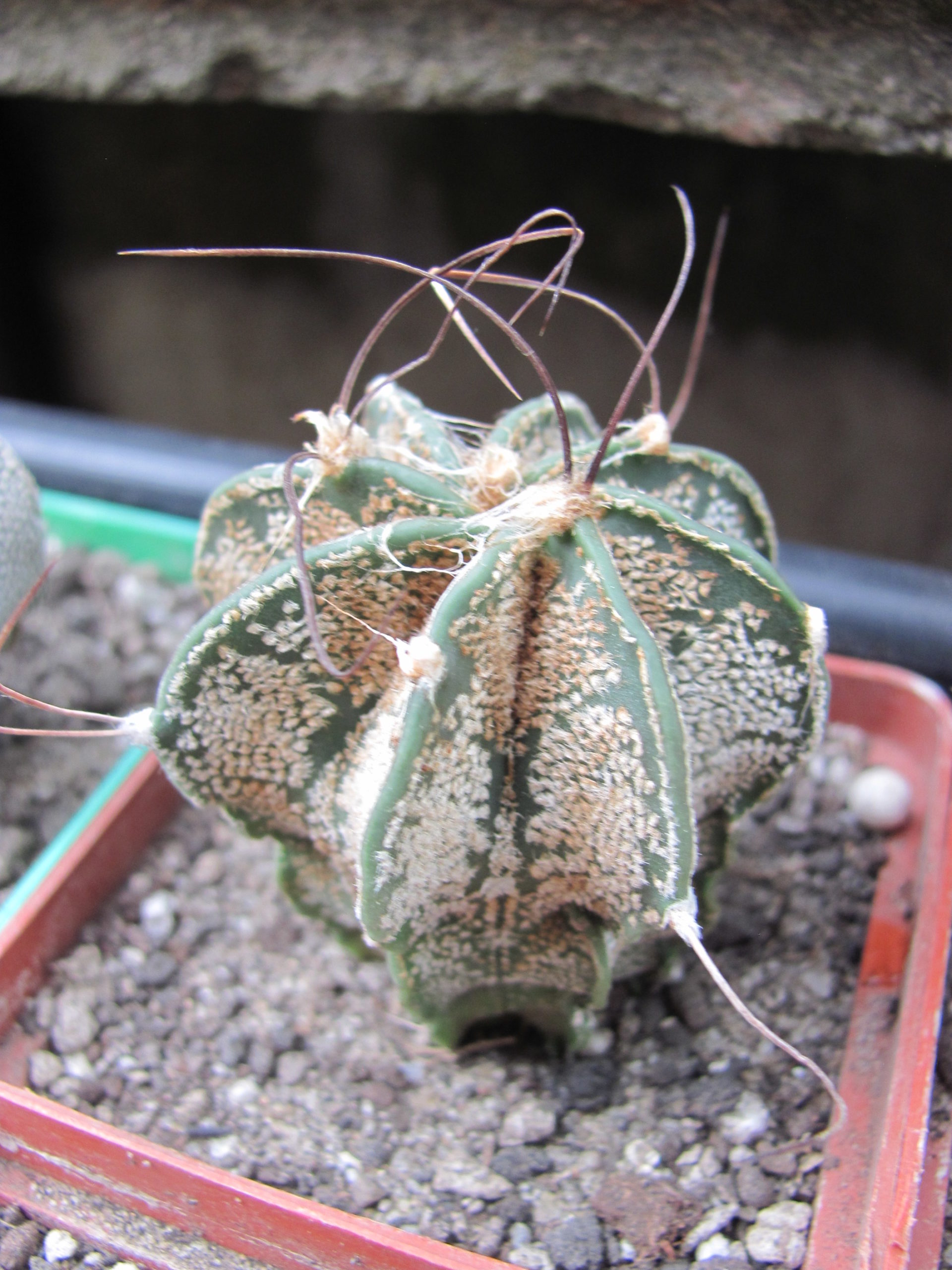 Astrophytum   capricorne   major