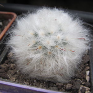 Mammillaria    multilanata