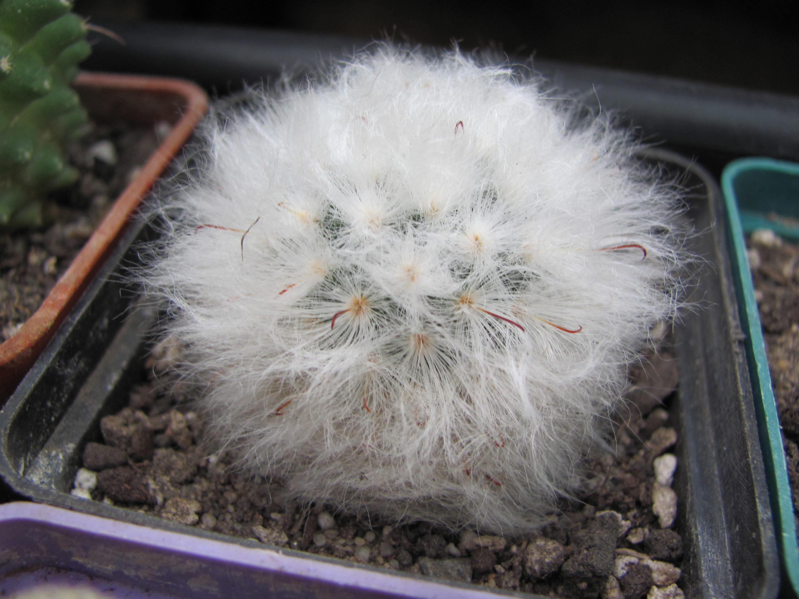 Mammillaria    multilanata