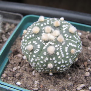 Astrophytum   Hanazono