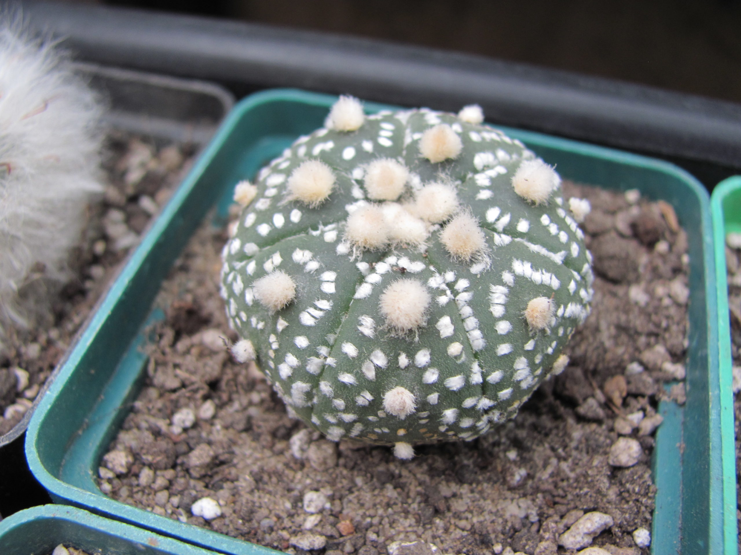 Astrophytum   Hanazono