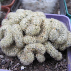 Mammillaria  elongata cristata