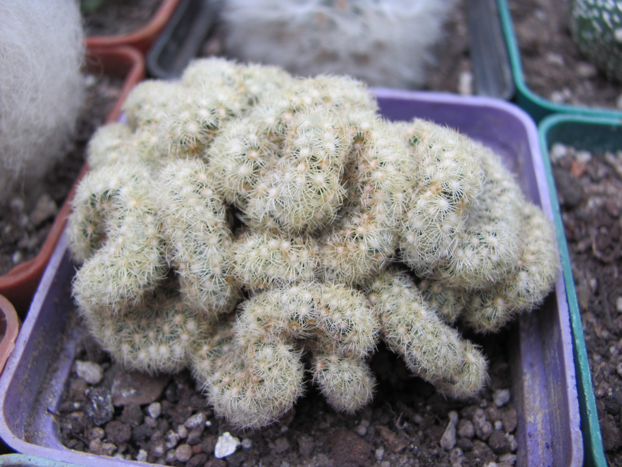 Mammillaria  elongata cristata