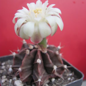Gymnocalycium michanovihii