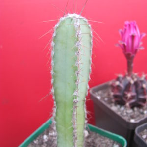 Cereus  forbesii