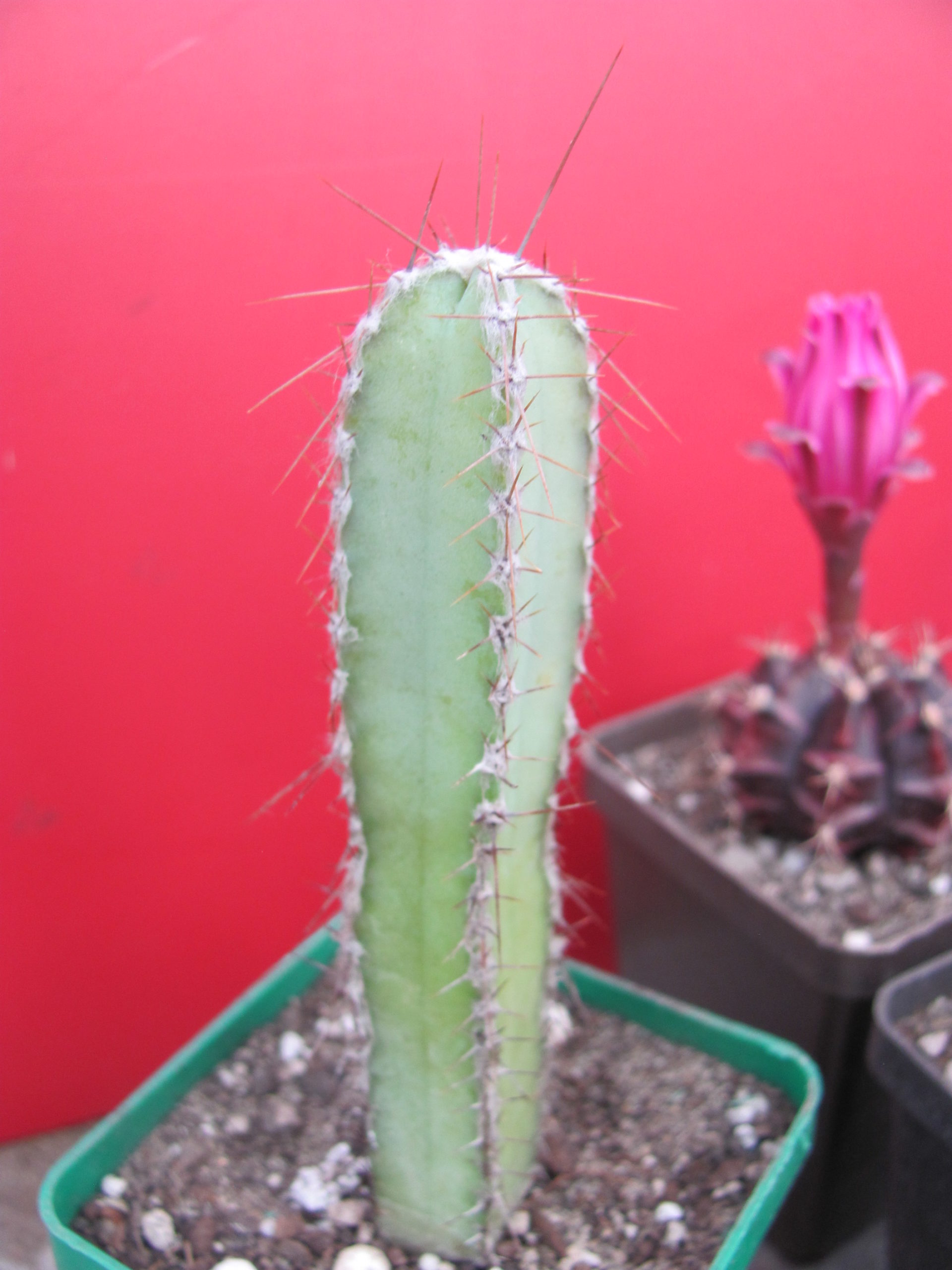 Cereus forbesii