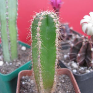 Marginatocereus marginatus