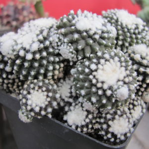 Copiapoa tenuissima monstrosa