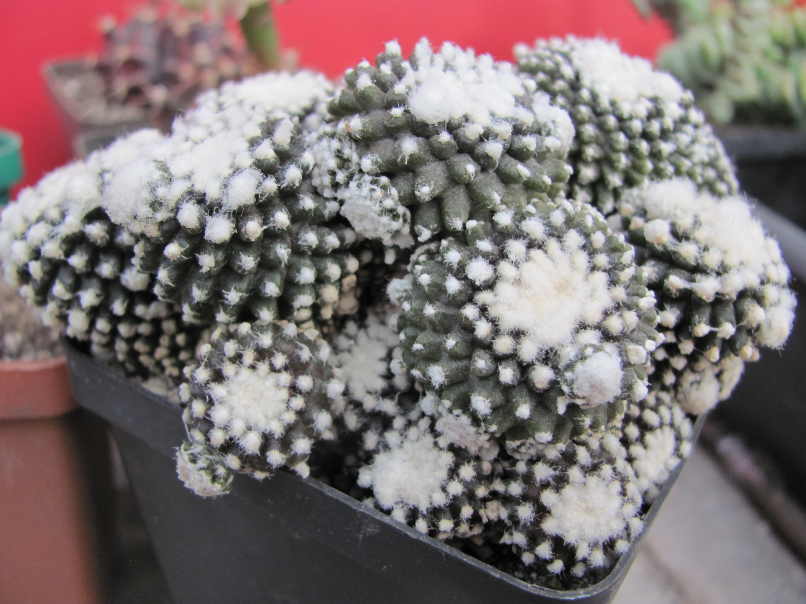Copiapoa tenuissima monstrosa