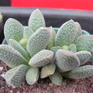 Crassula tecta hybr.