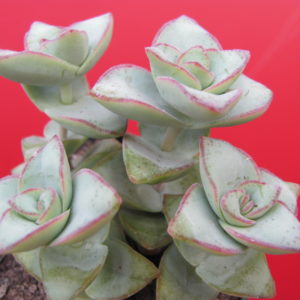 Crassula perforata *String of Buttons*