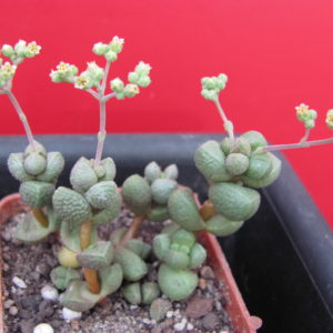 Crassula elegans