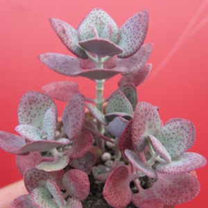 Crassula cordata