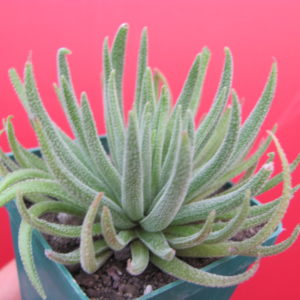 Crassula hirta   *Mossel Bay*