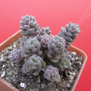 Sedum versadense