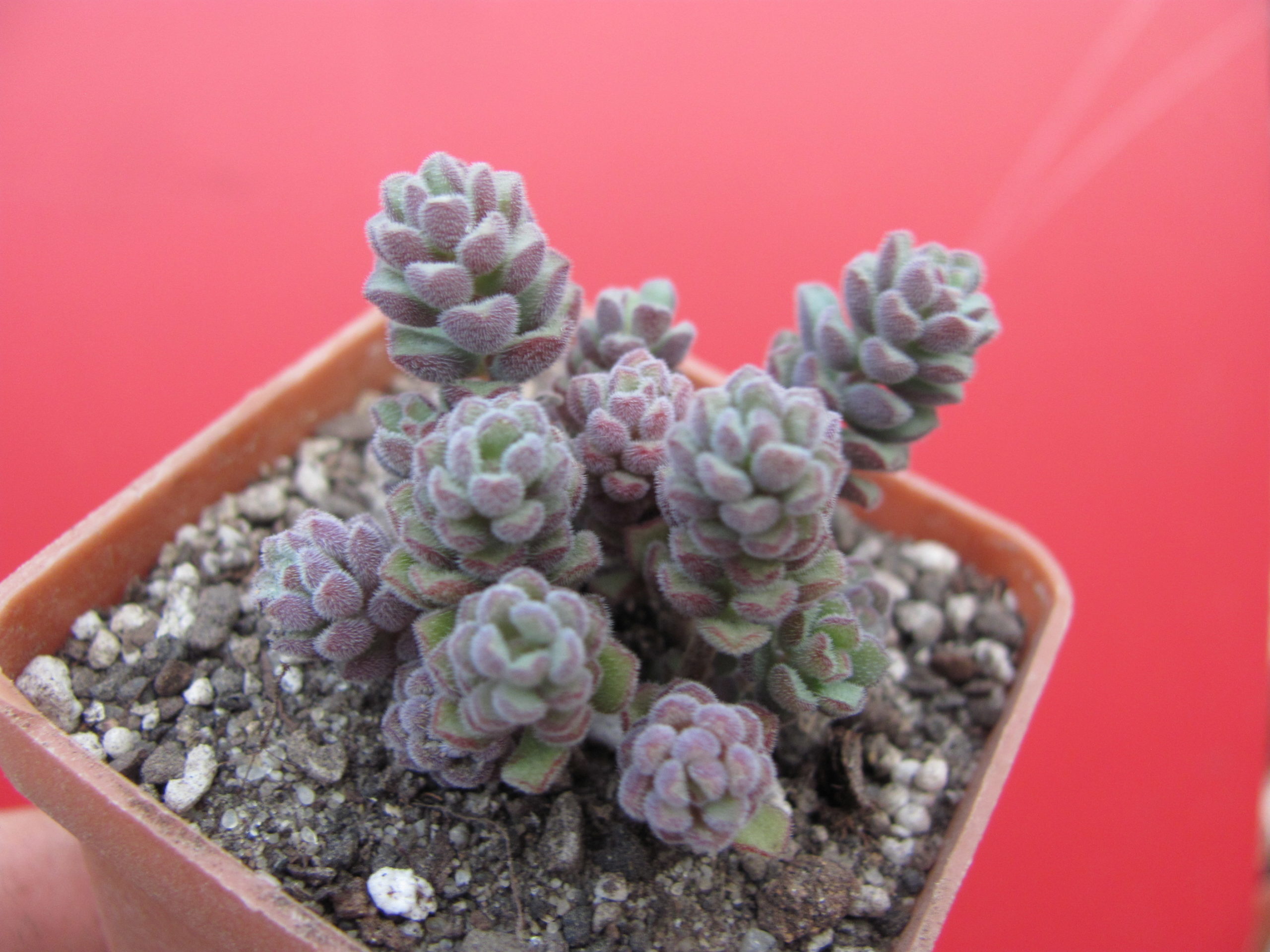 Sedum versadense