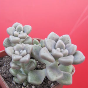 Sedum Mendosae