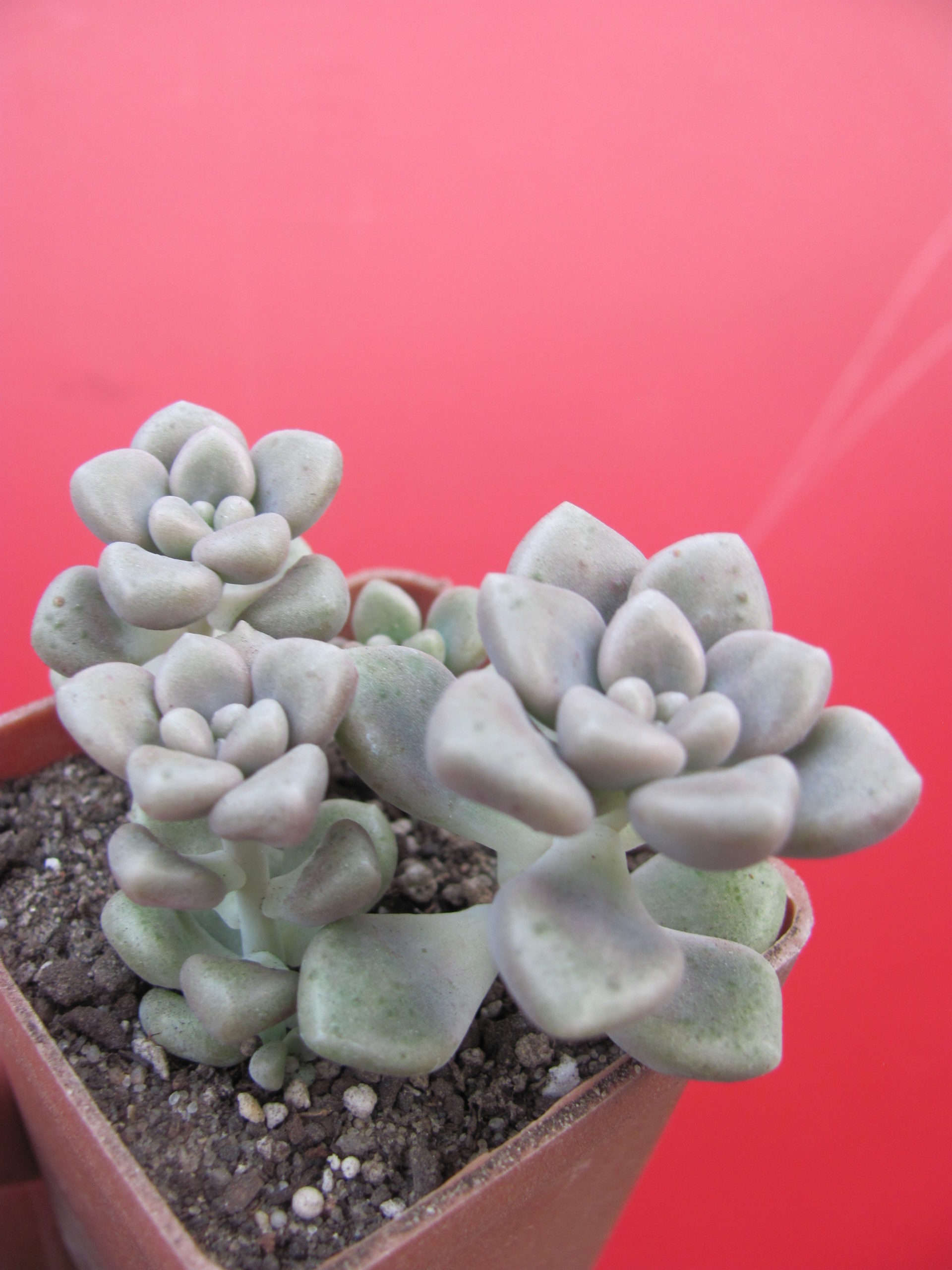 Sedum Mendosae
