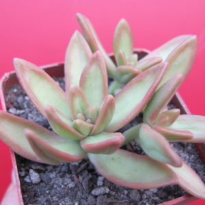 Sedum nussbaumerianum