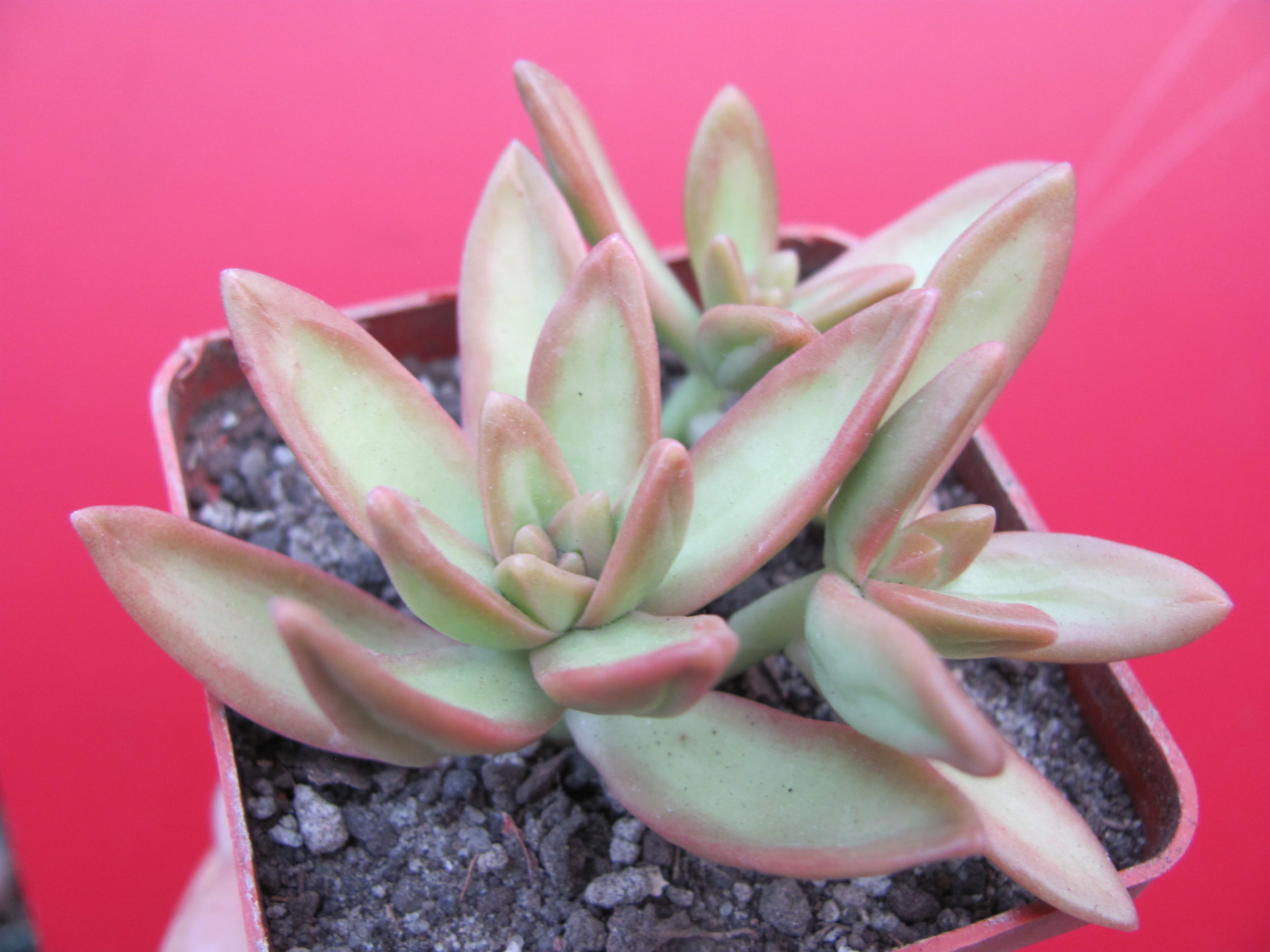 Sedum nussbaumerianum