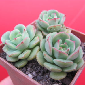 Echeveria Pudgy     ( Korea )