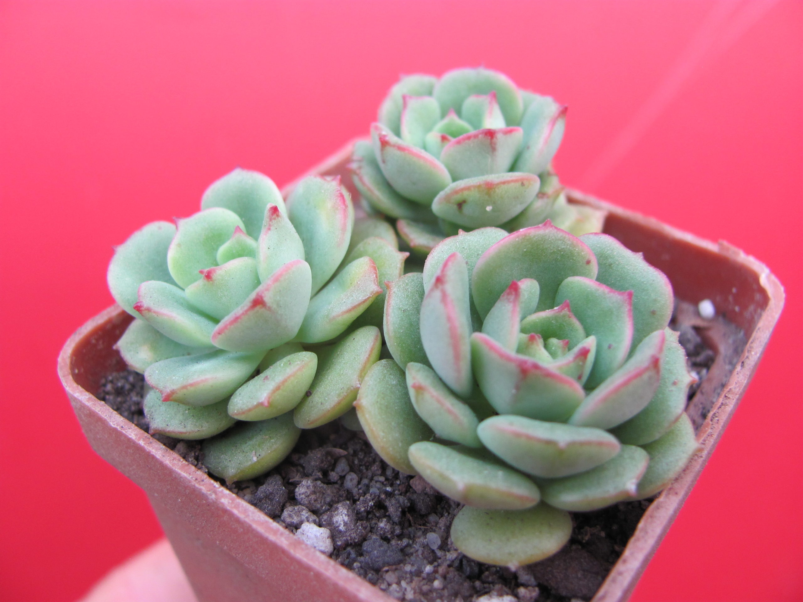 Echeveria Pudgy     ( Korea )