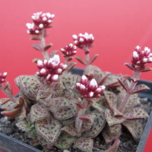 Crassula picturata