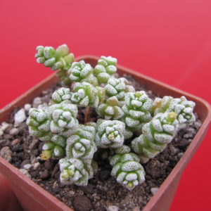 Crassula coralina
